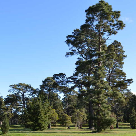 pine trees at Eastern Park Geelong