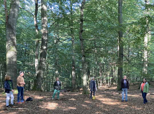 Klinische Waldtherapie im Sachsenwald