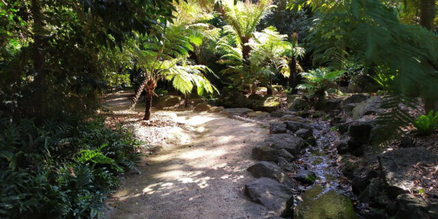 GBG rainforest