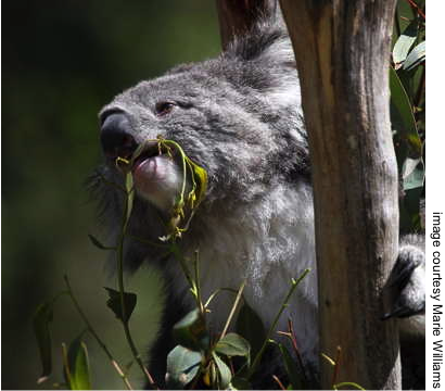 Koala munching eucalypt leaf