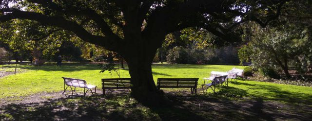 Royal Botanic Gardens benches under oak tree