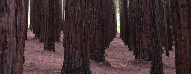 Redwood symmetry
