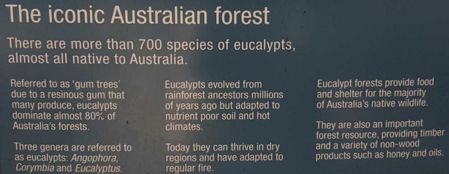 The iconic Australian forest