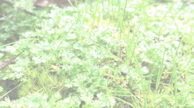 background dew