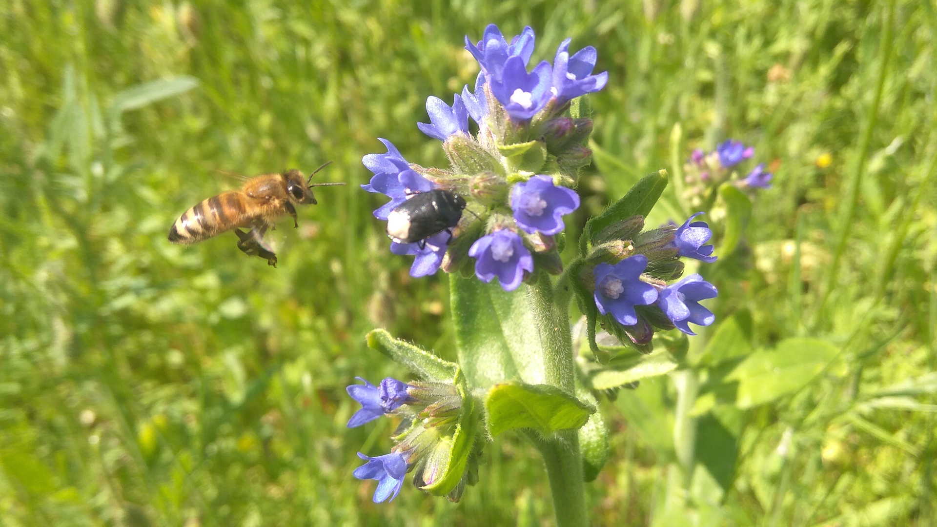 Biene im Zielanflug