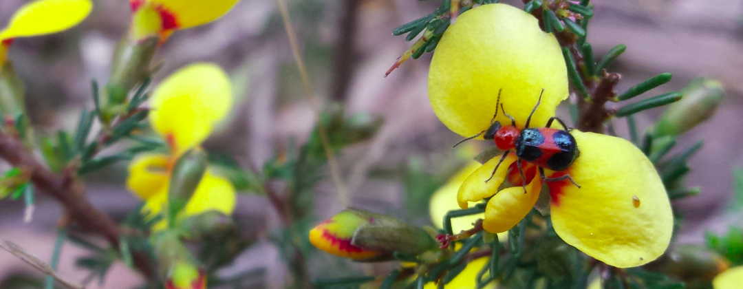 beetle managing flower