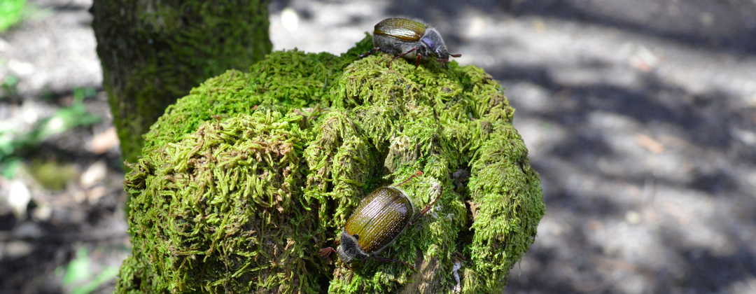 beetles on stump