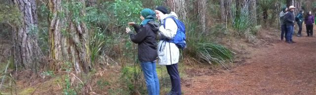 Forest Therapy camera activity