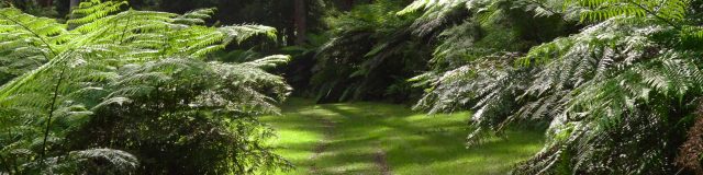 empty Redwood forest track