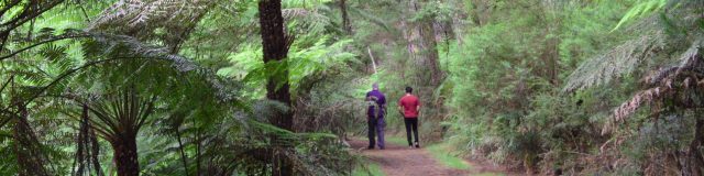 Redwood forest walk