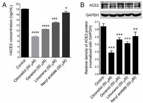 geranium oil reduces COVID-19 binding