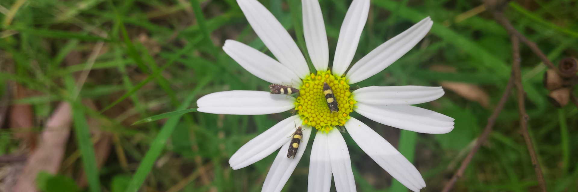 beetles inside white flower