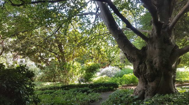 old tree Geelong Botanic Gardens