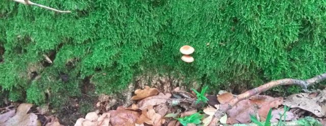 symbiosis