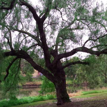 tree at Marybyrnong
