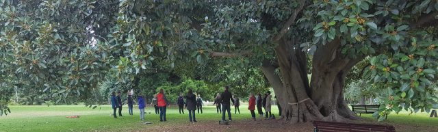 what is Forest Therapy